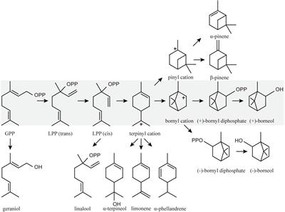 Bornyl Diphosphate Synthase From Cinnamomum burmanni and Its Application for (+)-Borneol Biosynthesis in Yeast